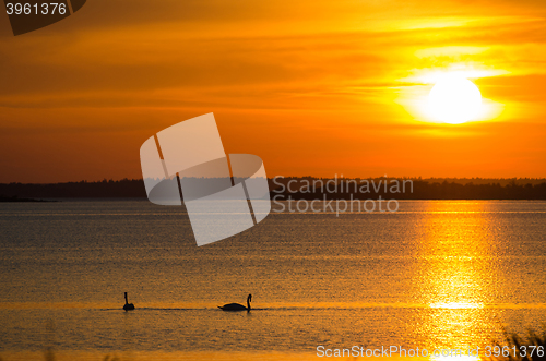 Image of Sunset with swan silhouettes