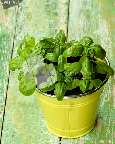 Image of Fresh Green Basil