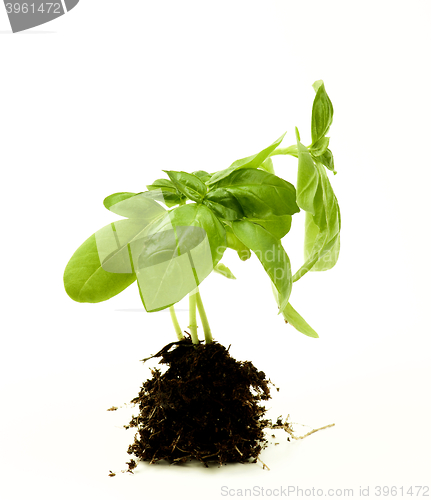 Image of Basil with Roots