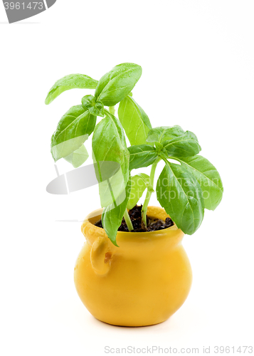Image of Fresh Green Basil