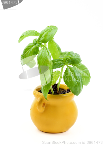 Image of Fresh Green Basil