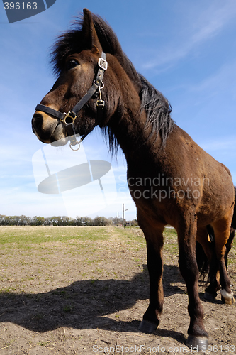 Image of Pony in profile