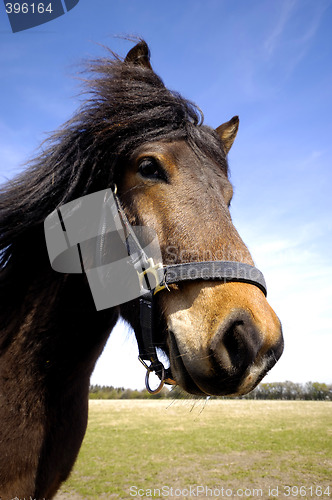 Image of Horse face is lokking interested