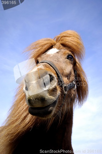 Image of Horse face and blue sky.