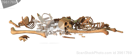 Image of 3D Rendering Human Skeleton on White