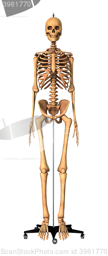 Image of 3D Rendering Human Skeleton on White