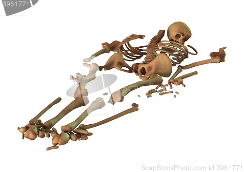 Image of 3D Rendering Human Skeleton on White