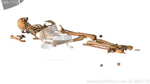 Image of 3D Rendering Human Skeleton on White