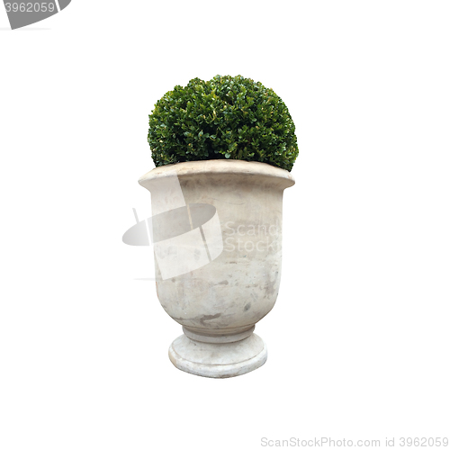 Image of Potted plant