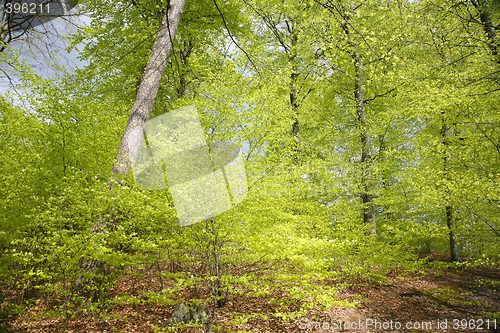 Image of Delicate green leaves