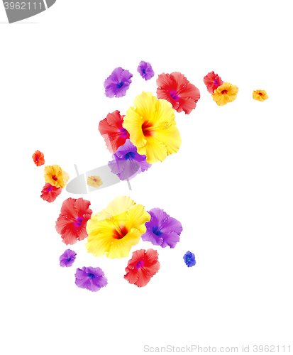 Image of Hibiscus flowers