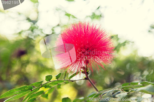 Image of beautiful exotic flower