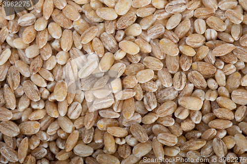Image of organic barley grains