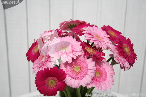 Image of Gerbera flowers