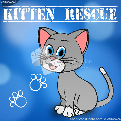 Image of Kitten Rescue Indicates Domestic Cat And Cats