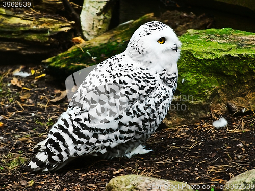 Image of Snowy Owl