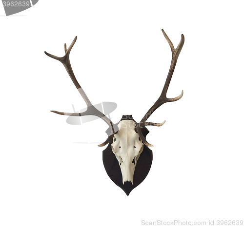 Image of Antlers