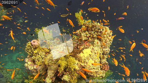 Image of Tropical Fish on Vibrant Coral Reef