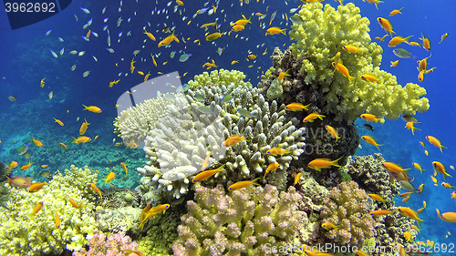 Image of Tropical Fish on Vibrant Coral Reef