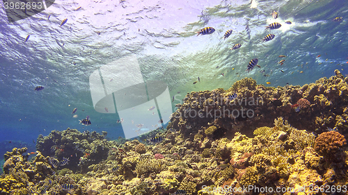 Image of Tropical Fish on Vibrant Coral Reef