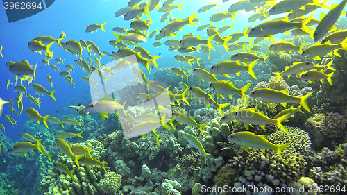 Image of Tropical Fish on Vibrant Coral Reef