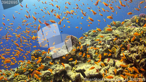 Image of Tropical Fish on Vibrant Coral Reef