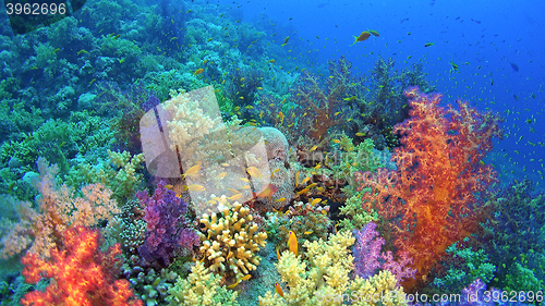 Image of Tropical Fish on Vibrant Coral Reef