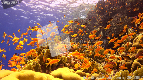 Image of Tropical Fish on Vibrant Coral Reef