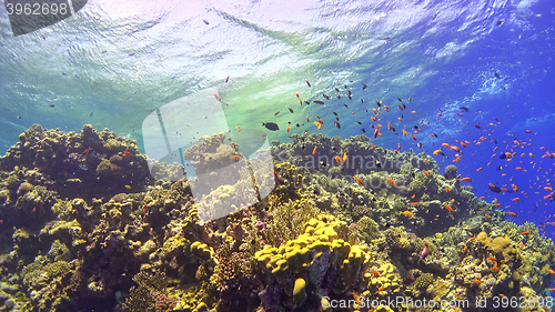 Image of Tropical Fish on Vibrant Coral Reef