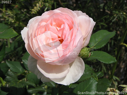 Image of flower
