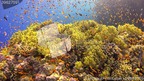 Image of Tropical Fish on Vibrant Coral Reef