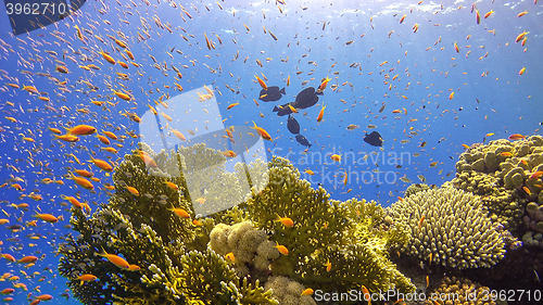 Image of Tropical Fish on Vibrant Coral Reef