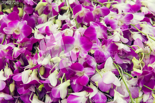 Image of beautiful orchid flowers