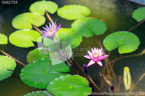 Image of water lilies in summer pond