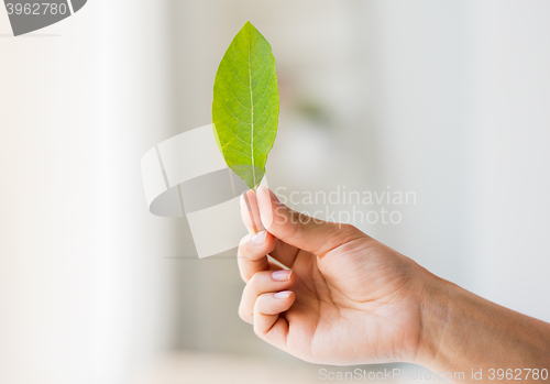 Image of close up of woman hand holding green leaf