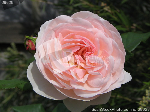 Image of flower