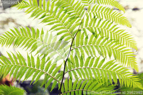 Image of green fern frond
