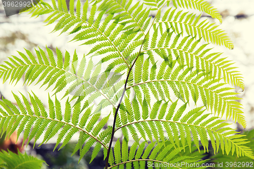 Image of green fern frond