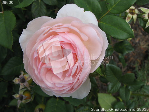 Image of pink rose