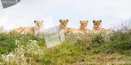 Image of Four female lions