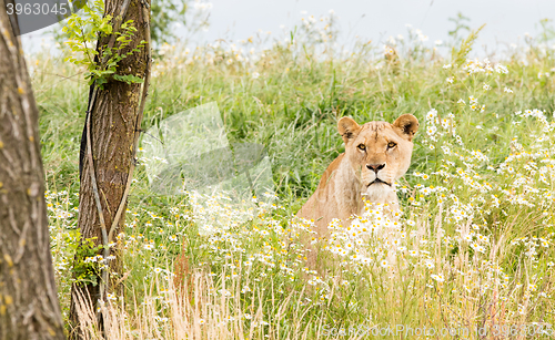 Image of Single female lion