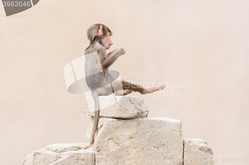 Image of Baby baboon learning to eat through play