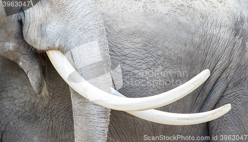 Image of Asian elephant (Elephas maximus) tusks close-up