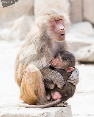 Image of Baboon mother and her little one