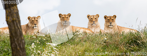 Image of Four female lions