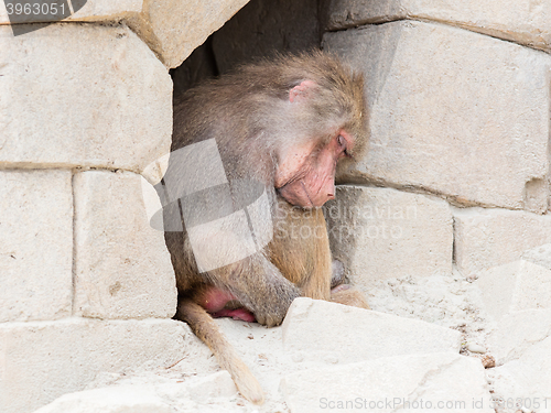 Image of Adult female baboon sleeping