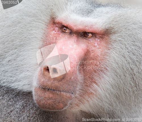 Image of Close up portrait of male hamadryas baboon