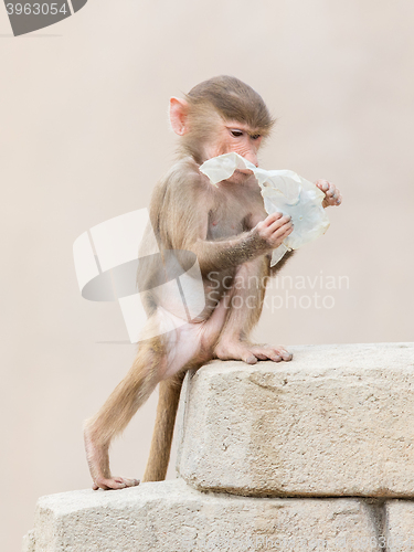 Image of Baby baboon learning to eat through play