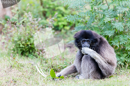 Image of Adult white handed gibbon