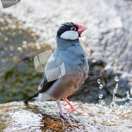 Image of Java sparrow (Lonchura oryzivora)